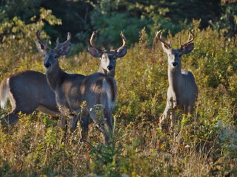 Hodgdon Pond Farm ~ Cottage 2