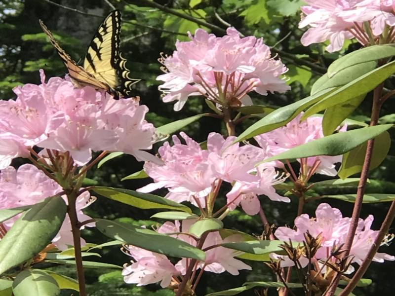 Hodgdon Pond Farm ~ Cottage 2